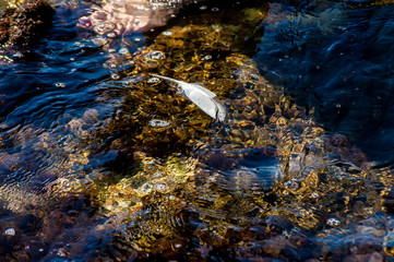 Feather in the sea background texture sunny day