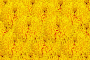 Creative out the top view, put together Yellow marigold close-up colorful background