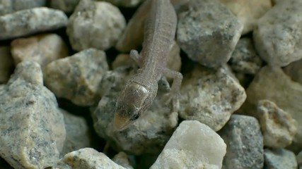 Macro shot of a tiny wild baby lizard breathing and moving, then running away from danger fast on small rocks.