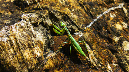 Praying mantis, mantodea, hang on rock looking to you, Mallorca