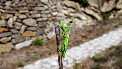 Praying mantis, mantodea, sitting on a straw, stonewall as background