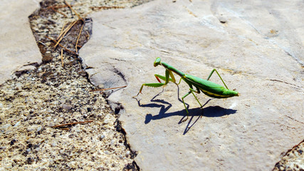 Praying mantis, mantodea, sitting on stone from side, Mallorca, Spain