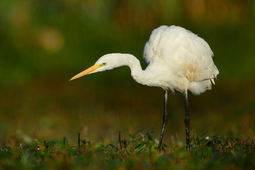 Great white egret (Egretta alba)