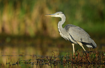 Grey heron (Ardea cinerea)
