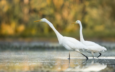 Obraz premium Great white egret (Egretta alba)