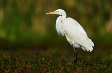 Great white egret (Egretta alba)