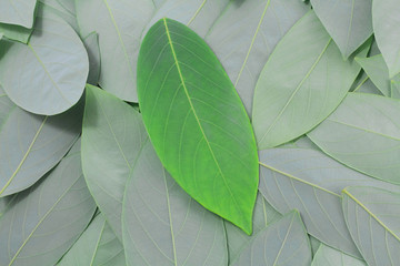 Green leaves are texture background creative layout made at phuket Thailand