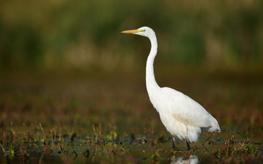 Great white egret (Egretta alba)