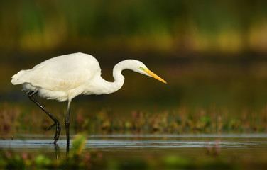Great white egret (Egretta alba)