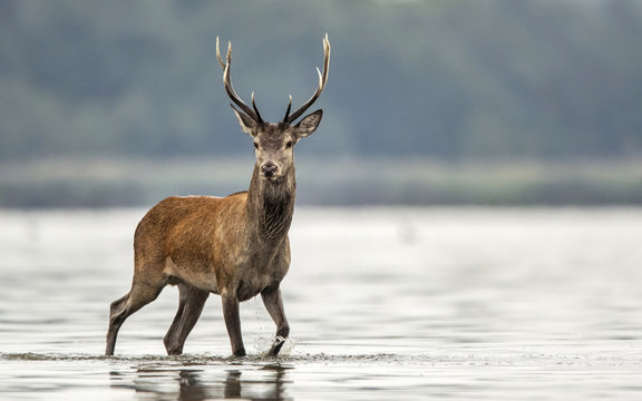 Fototapeta Deer buck (Cervus elaphus)