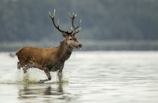 Fototapeta Deer buck (Cervus elaphus)