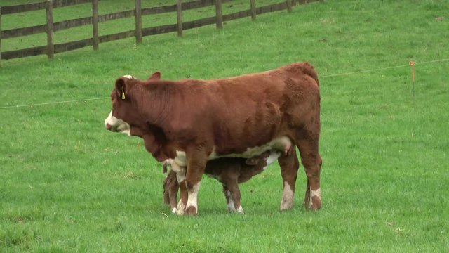 Calf Sucking Milk