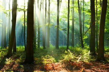 Fotobehang Bossen Ochtend in het bos  © Piotr Krzeslak