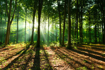 Fototapeta premium Rano w lesie