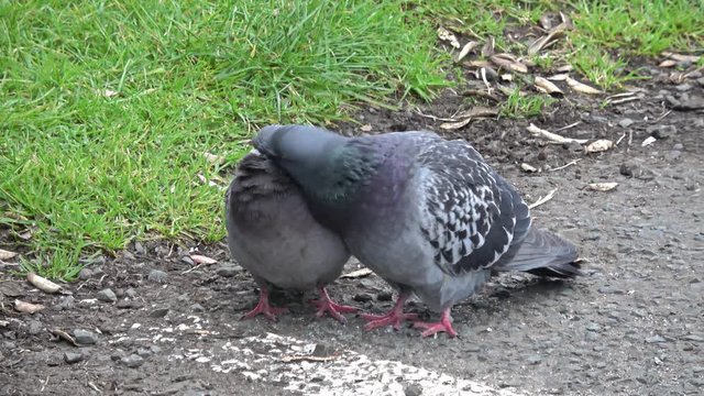 Male Pigeon Courting Female Pigeon