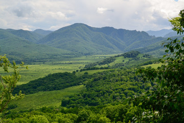 mountain forest