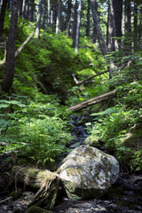 Creek Through Fallen Trees