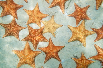 Fototapeta na wymiar Above many sea stars Oreaster reticulatus underwater on a sandy seabed in the Caribbean sea