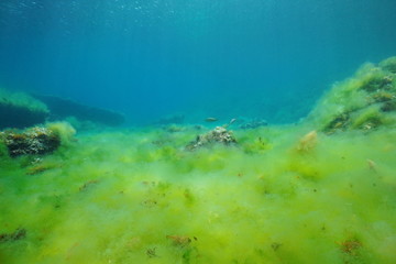 Seabed covered by filamentous algae underwater in the Mediterranean sea, Catalonia, Costa Brava, Cap de Creus, Spain
