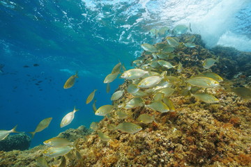 Fototapeta na wymiar Fish shoal underwater in the Mediterranean sea ( dreamfish Sarpa salpa) with rock below water surface, France