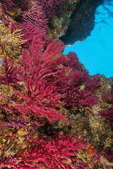 Violescent sea-whip gorgonian soft coral, Paramuricea clavata, underwater in the Mediterranean sea, Cap de Creus, Costa Brava, Spain