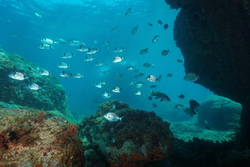 Fototapeta na wymiar Shoal of fish underwater in the Mediterranean sea, sea breams with some brown meagre, Spain