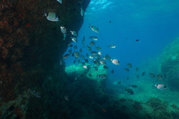 Naklejka na ściany i meble A shoal of common two-banded sea bream fish Diplodus vulgaris, underwater in the Mediterranean sea