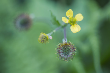 Dwarf Cinquefoil