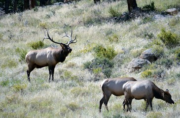 Elk in Colorado