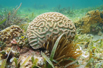 Naklejka premium Podwodne życie morskie, boulder brain coral, Colpophyllia natans, na Morzu Karaibskim