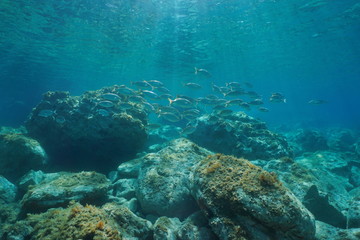 Naklejka na ściany i meble Underwater seascape fish school between rocky bottom and water surface in the Mediterranean sea
