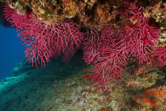 Soft coral underwater in the Mediterranean sea, violescent sea-whip Paramuricea clavata, Cap de Creus, Costa Brava, Spain