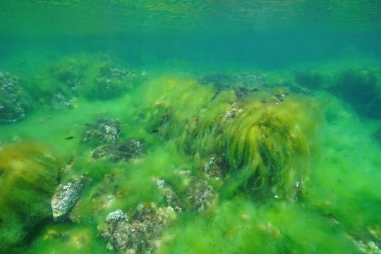 Underwater filamentous algal bloom cover a rocky seabed in the Mediterranean sea, Catalonia, Costa Brava, Cap de Creus, Spain