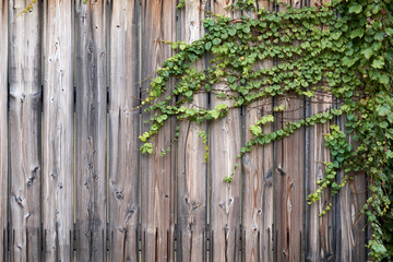 Wood Wall With Ivy 