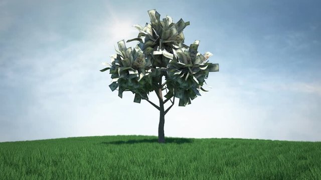 Money tree blowing in the wind, on a bright sunny day.