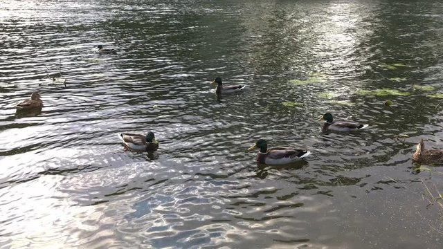 A covey of wild duck is in the city river.