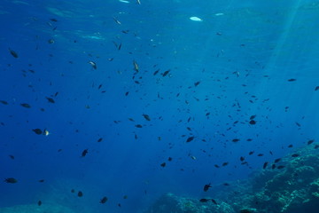 Fototapeta na wymiar A shoal of fish underwater in the Mediterranean sea (damselfish Chromis chromis), France