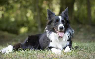 A loving and peaceful border collie puppy relaxes in the grass