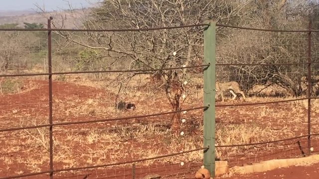 A female cheetah, Acinonyx jubatus being fed in a boma before release in the summer months at the Zimanga game reserve in the KwaZulu Natal region of South Africa.