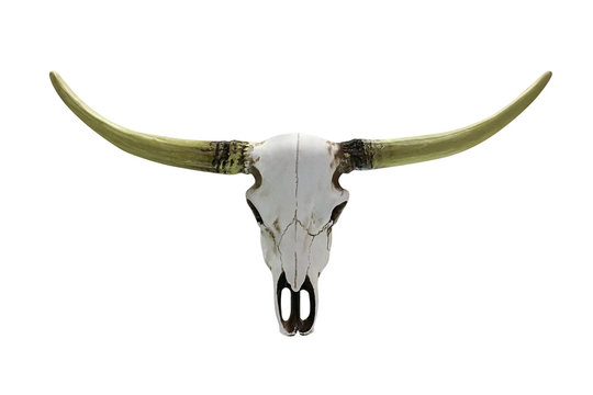 cow skull with horns isolated on white background