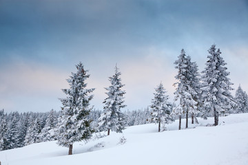 Fototapeta premium winter background of snow covered fir trees in the mountains
