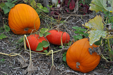 Very orange pumpkins in autumn