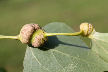 Poplar spiral gall aphid or Pemphigus spyrothecae on leaf petiole of Populus nigra (Black poplar)