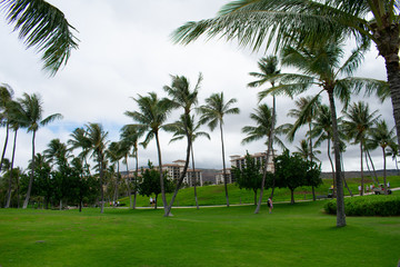 Palm Trees