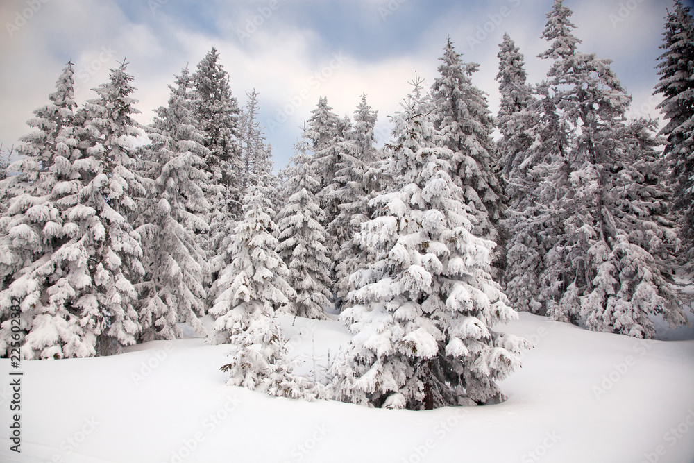 Wall mural winter background of snow covered fir trees in the mountains