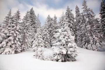 Obraz premium winter background of snow covered fir trees in the mountains
