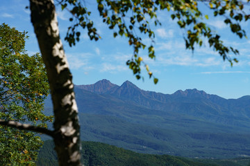 Obraz premium 白樺越しの八ヶ岳