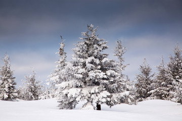 winter background of snow covered fir trees in the mountains