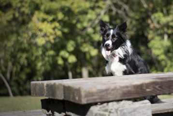 Border Collie puppy sitting at a wooden table in the woods