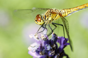 Nature in macro./ Lavender with Dragonfly closeup